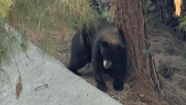 Resourceful bear uses nature's scratching post to satisfy itch
