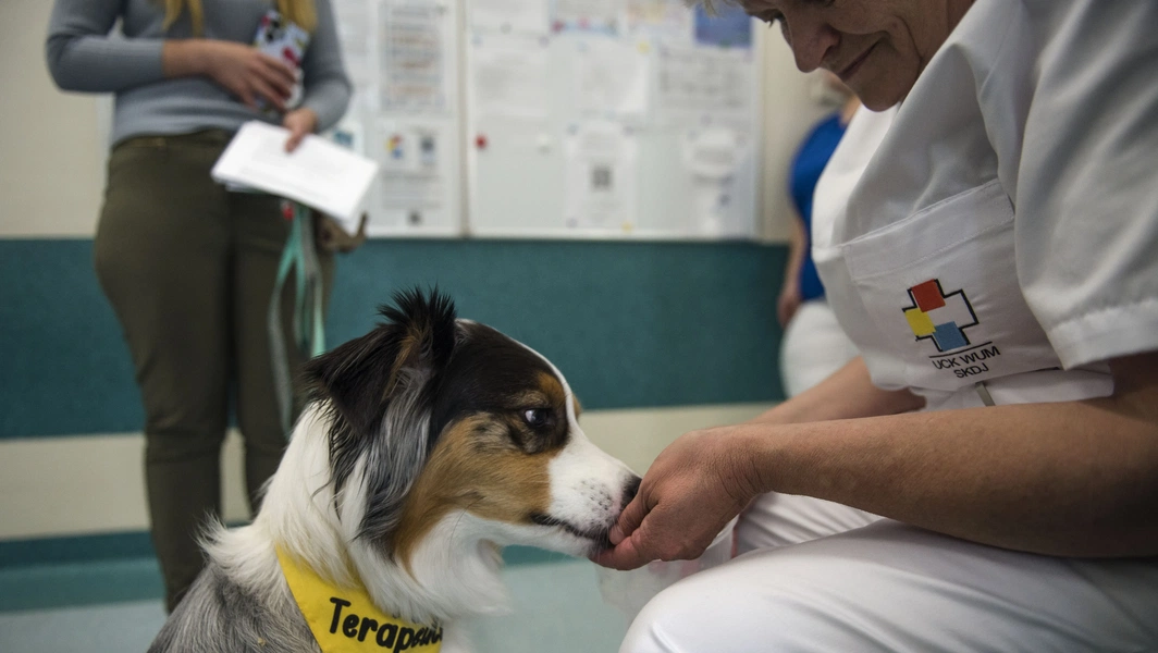 Therapy dogs supporting emotional and physical well-being