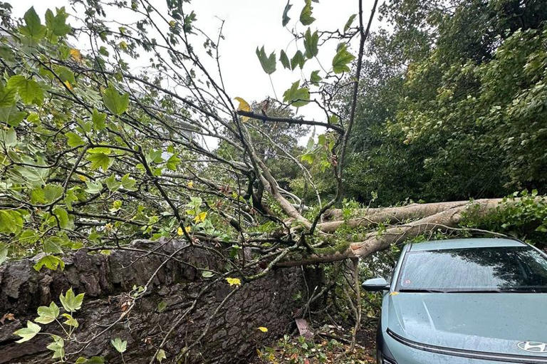 Major storm disruption across Devon as tree falls on car in Torquay