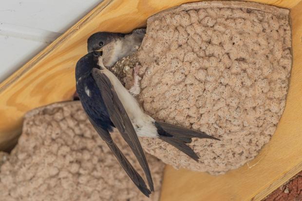 Nature lovers urged to install 900 artificial nests for threatened ...