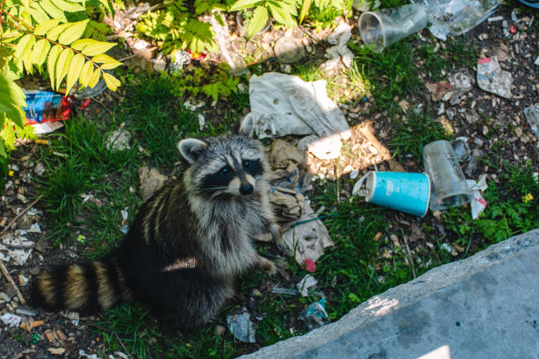 How to keep raccoons out of your trash cans, according to an expert