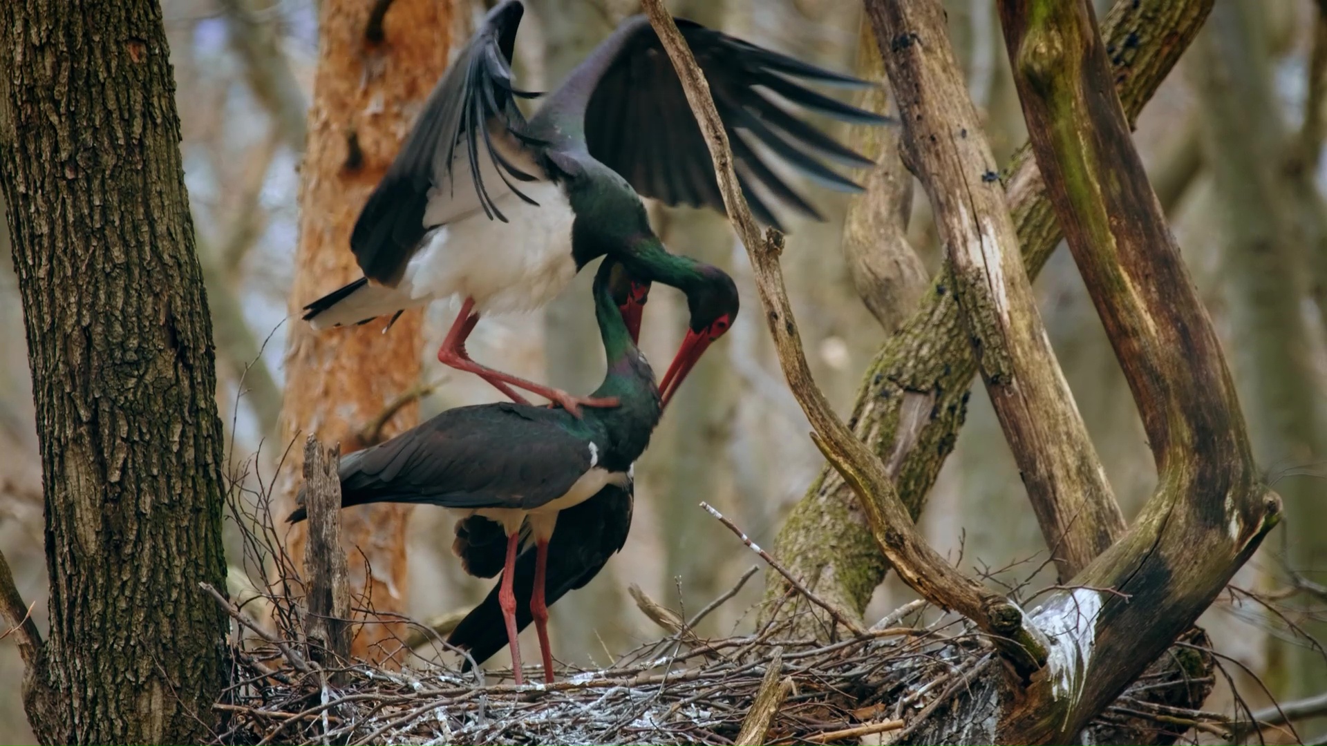 Rare moment two black storks display intense courtship behavior