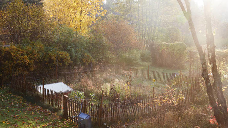 Is it frost damage or natural dieback? How to tell what’s happening to ...