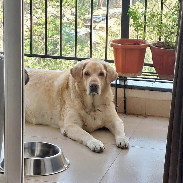 Big fat vote: Bengaluru crowns Goofy as chonkiest dog in viral fat dogs ...