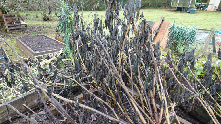 Is it frost damage or natural dieback? How to tell what’s happening to ...