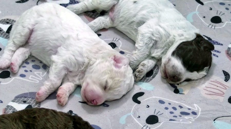 Need a smile? Livestream features 6 newborn puppies all day long