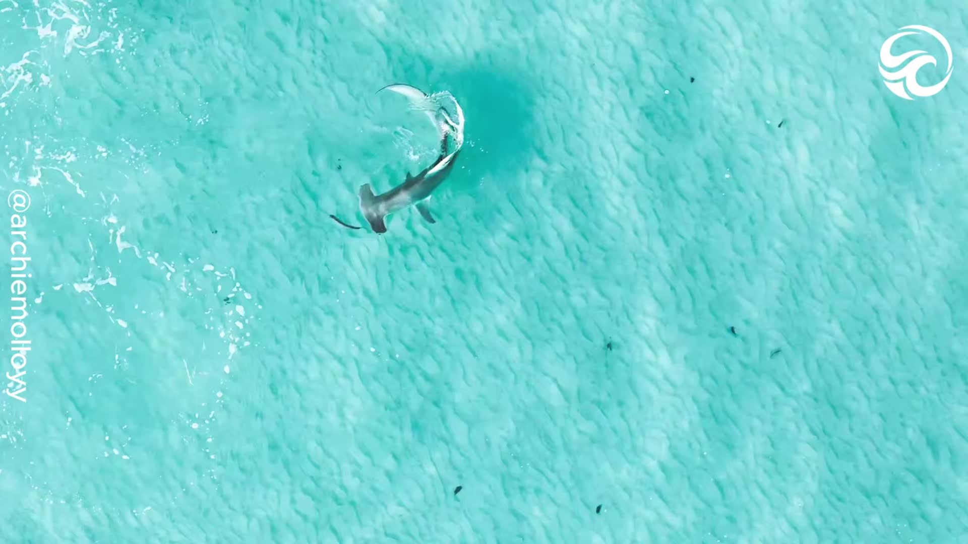 Drone captures hammerhead shark thrashing through shallows while hunting