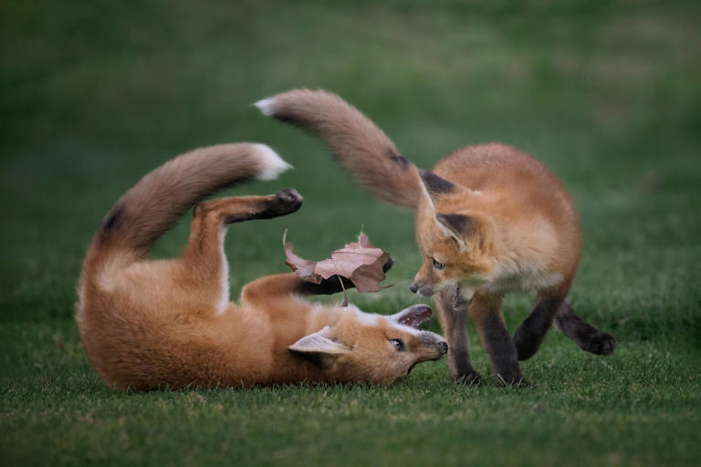 Discover the unique names for a group of foxes: skulk and leash explained