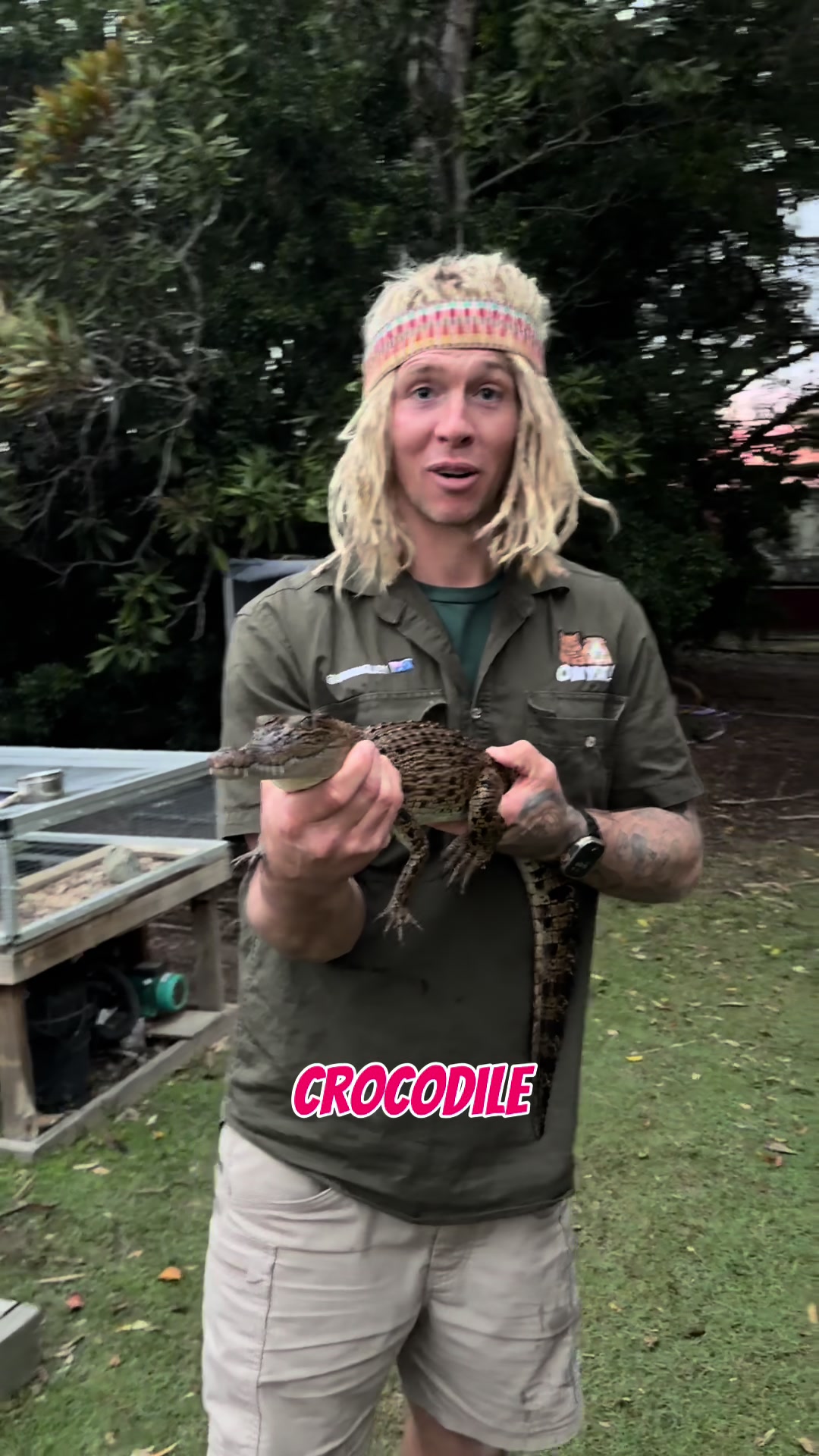 The remarkable survival adaptations of saltwater crocodiles