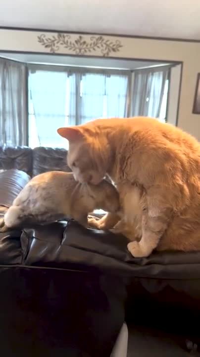 Dog's hug attempt ends in hilarious tumble