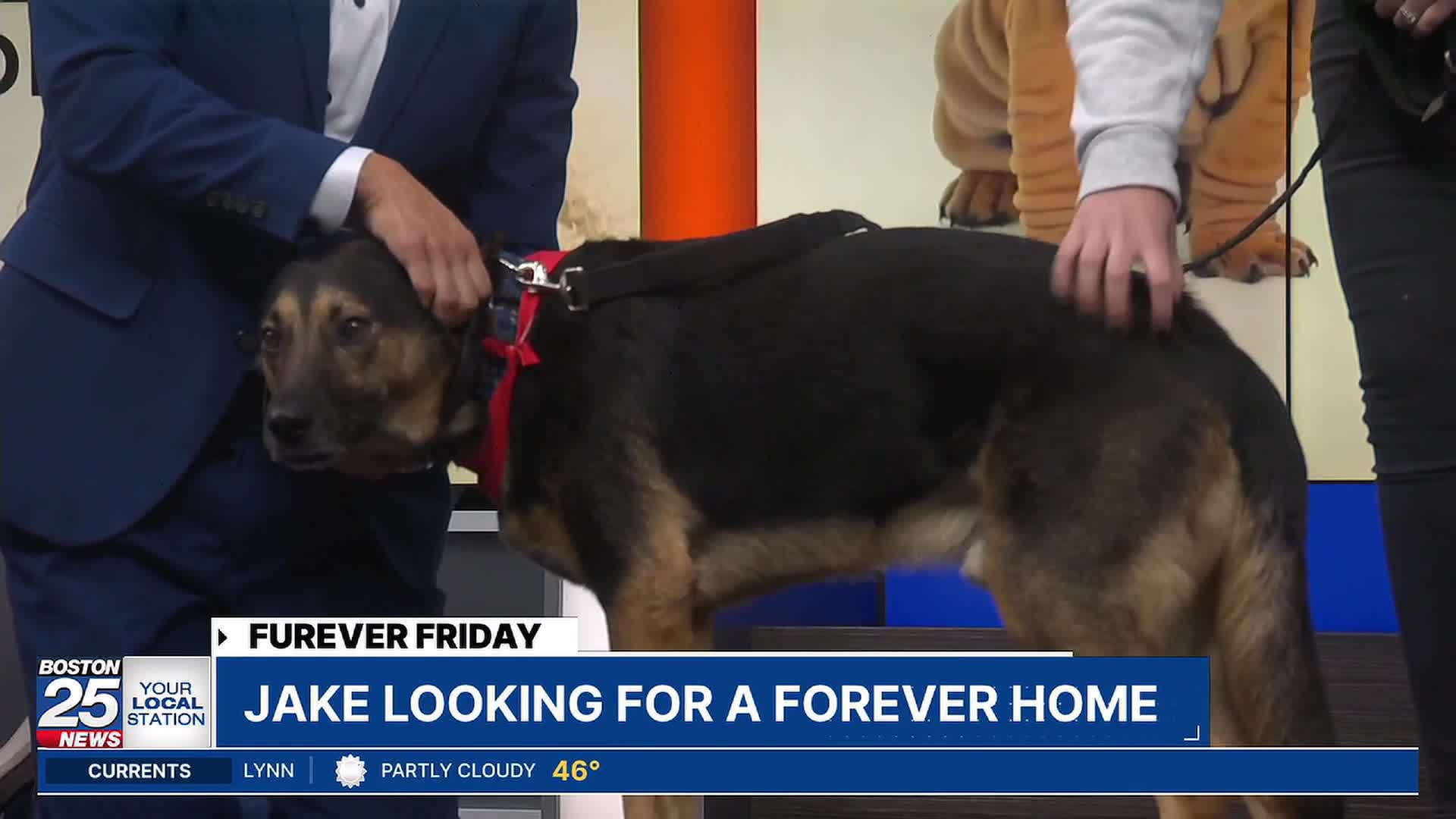 Furever Friday: Jake looking for a forever home