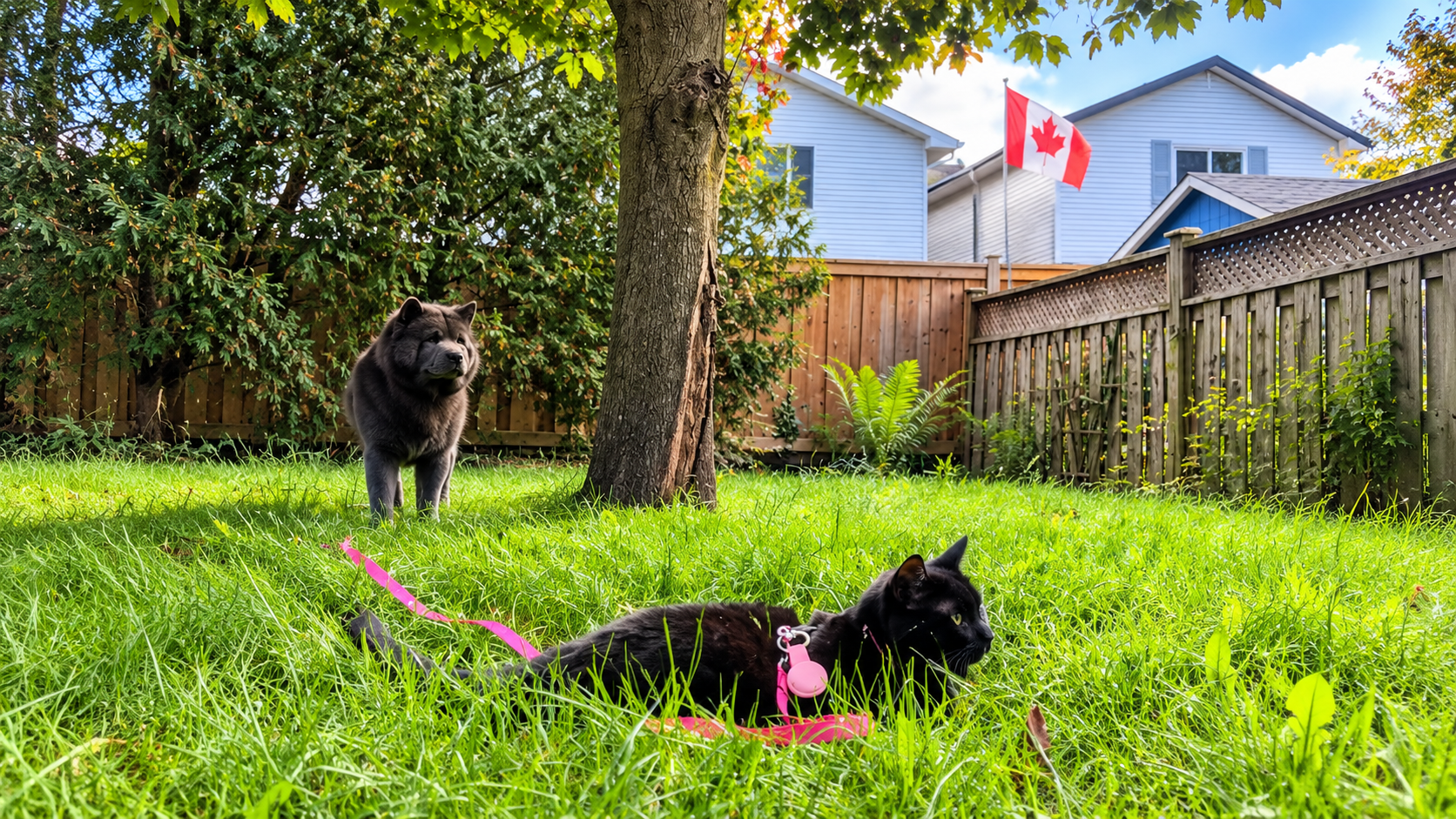 Funny chow chow snow reactions, yard makeover, and daily dog life