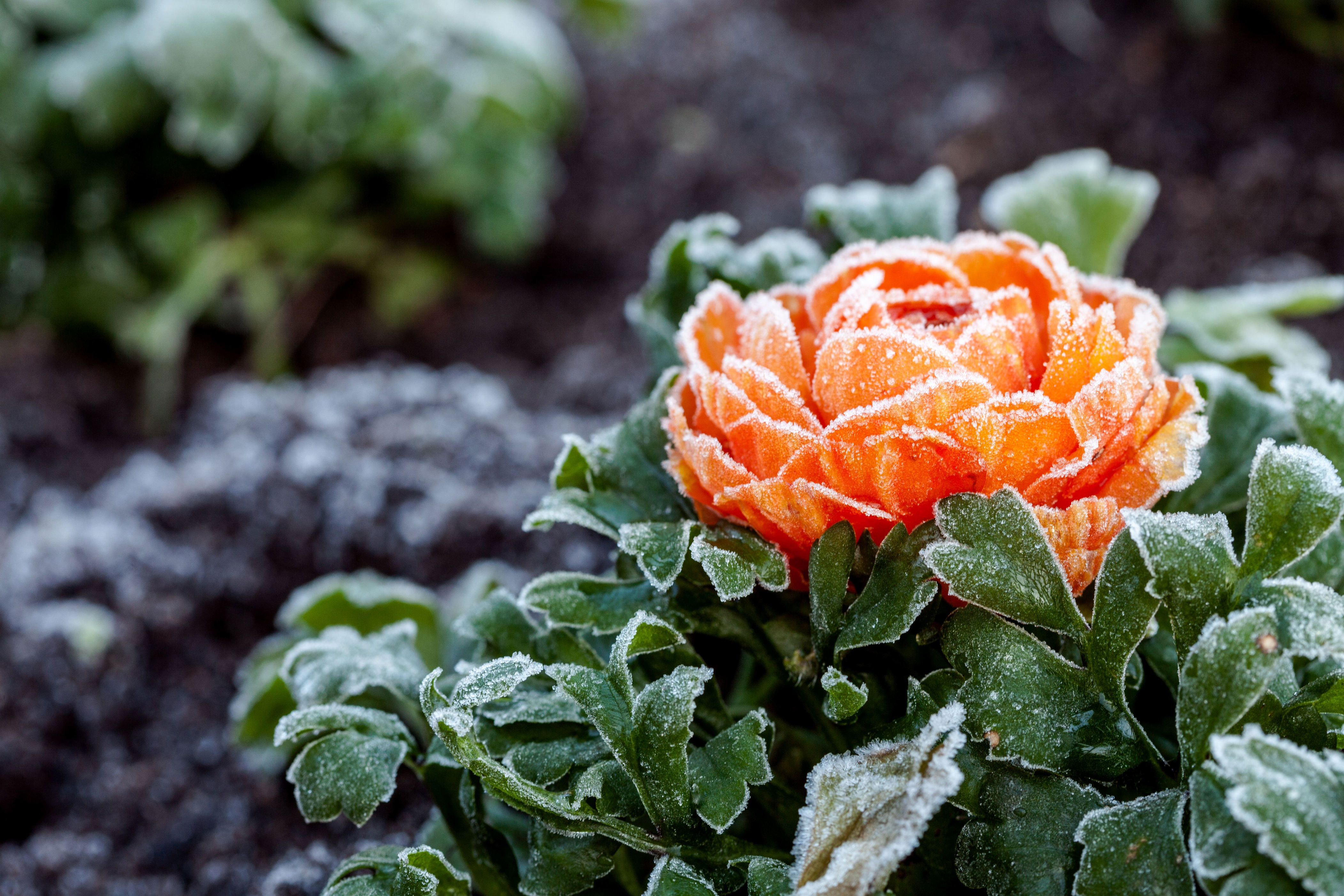 How to winterize a garden: Ready your plants to weather the cold with ...