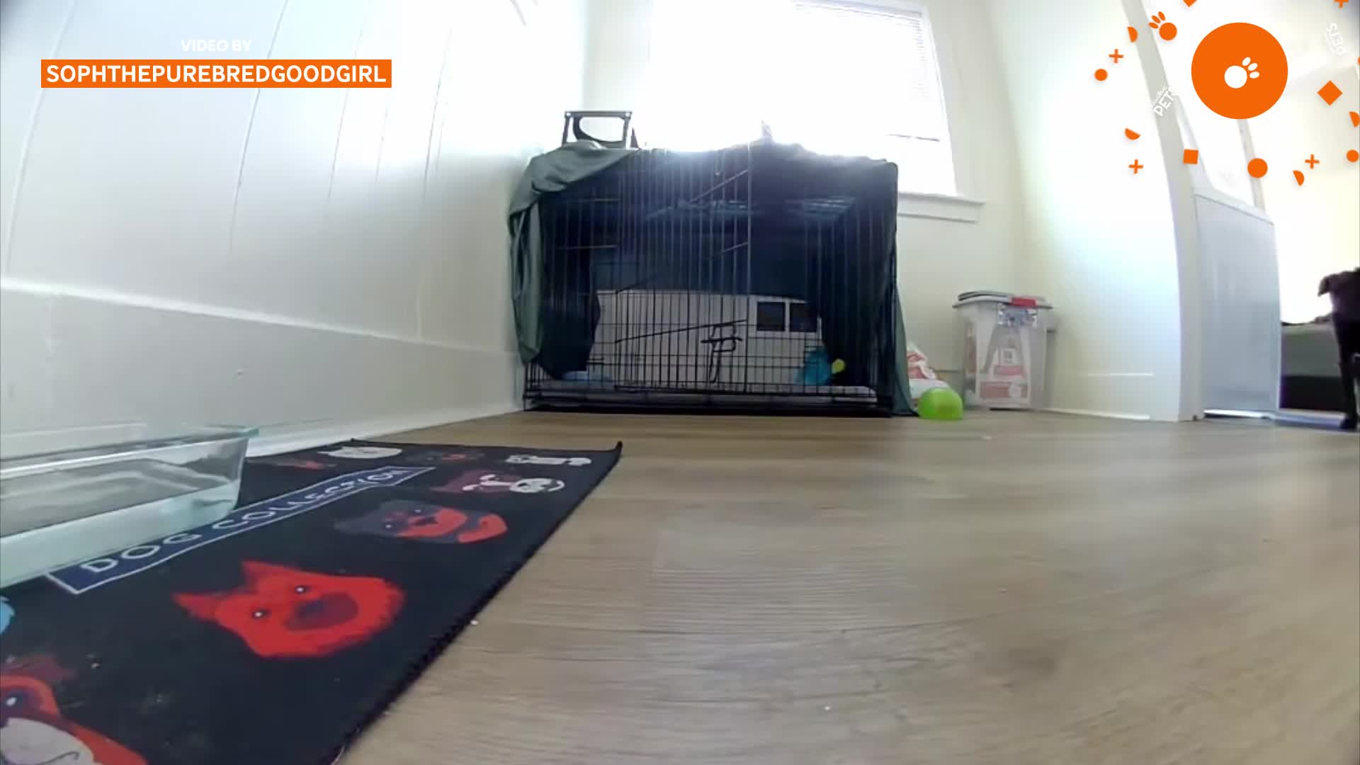 Washington woman speaks to dog through security camera before pet makes ...