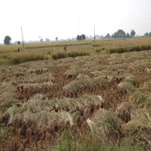 No cheer, only despair for Jammu’s Basmati rice farmers as hailstorms ...