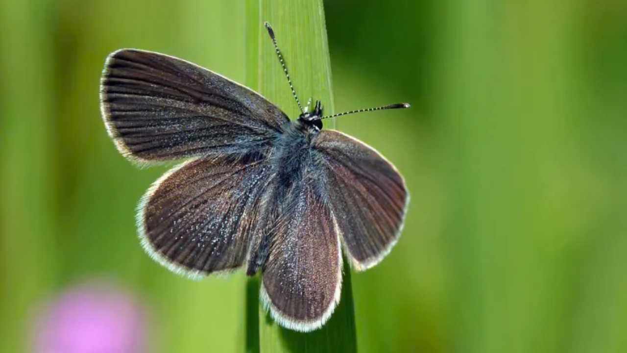 Butterflies rebound after restoration: Ex-wheat farm records 5,290 in ...