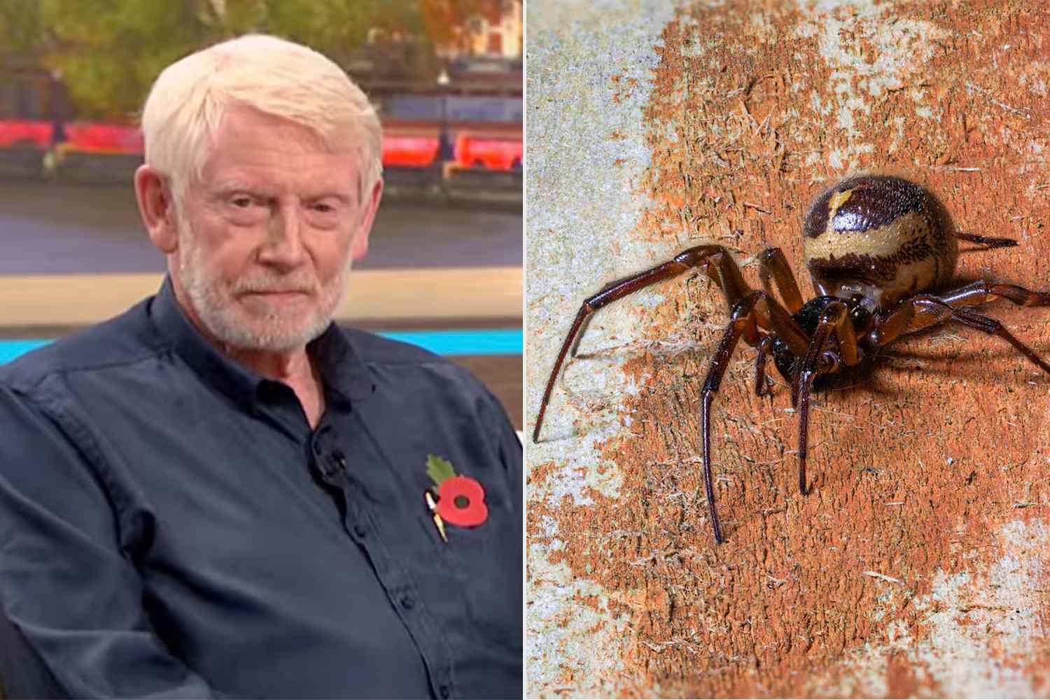 73-year-old man hospitalized for 18 days after spider bite caused his ...