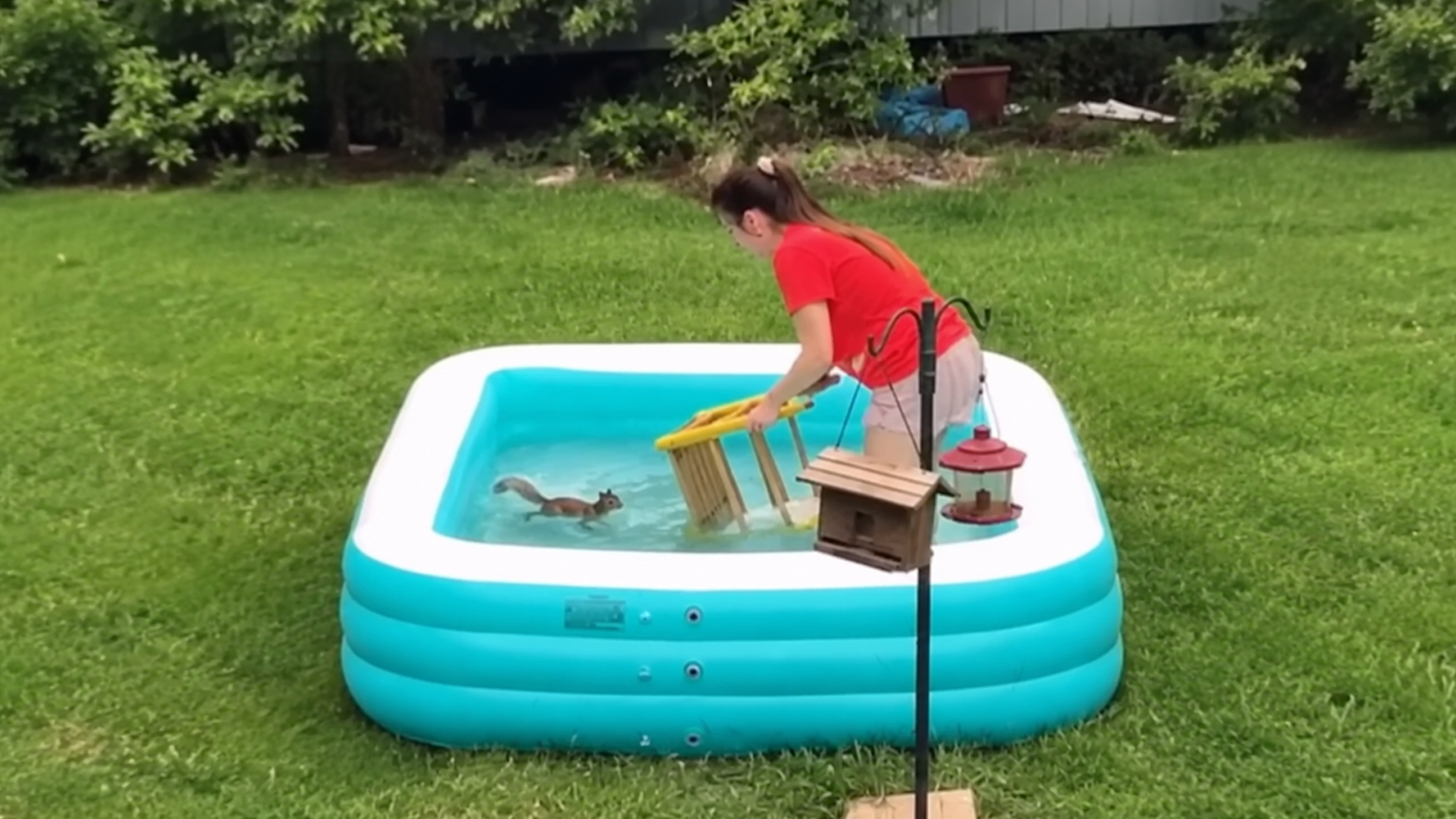 The most heartwarming animal rescues ever filmed