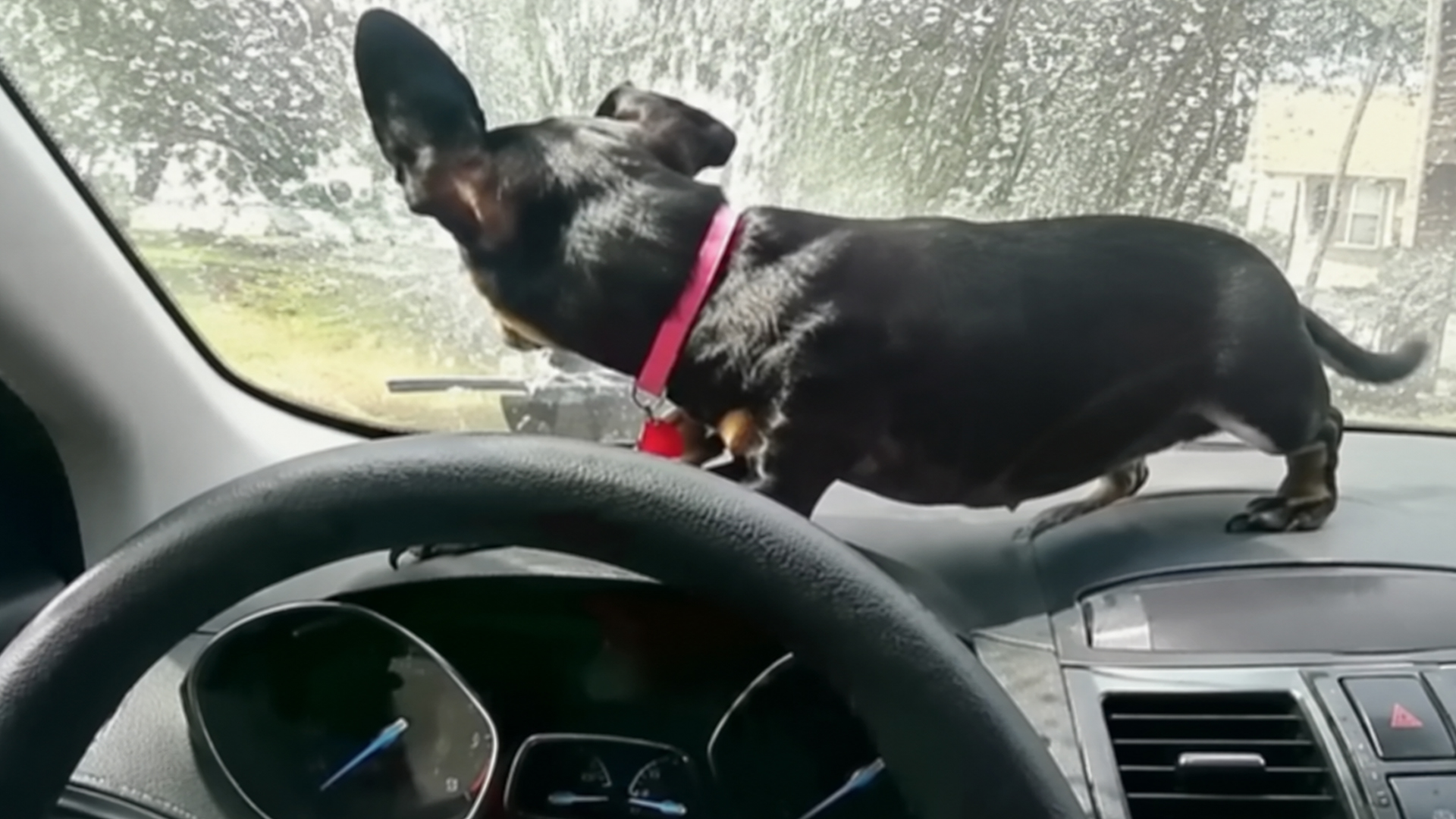 Cute small puppies acting adorable and wild
