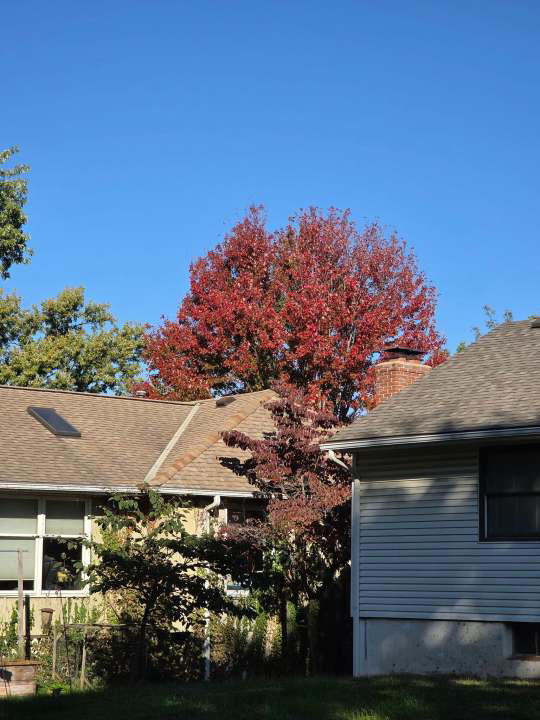 Leaf watch: Which trees are turning color around the metro