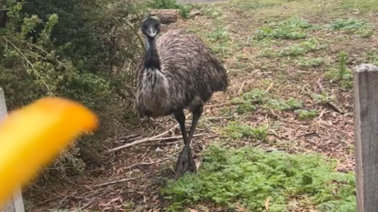 Woman freaks out after witnessing exhibit A of why you shouldn't feed ...