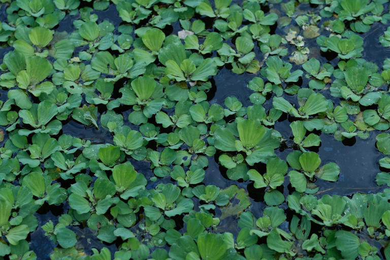 Guía completa para el cuidado de la lechuga de agua (Pistia stratiotes)