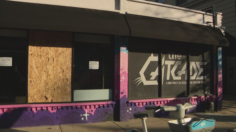Fast-acting neighbors save 31 cats after rescue organization’s window ...