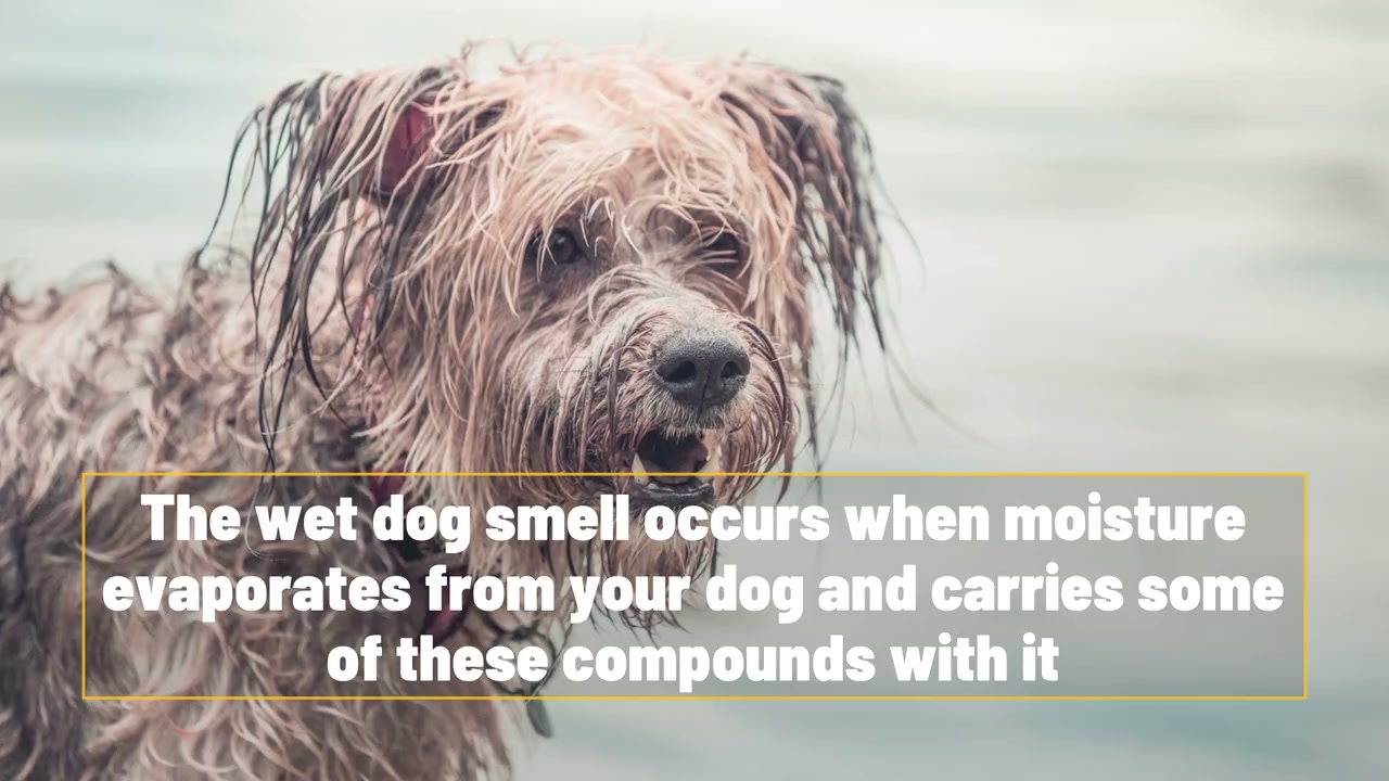 Here's why wet dogs smell so bad
