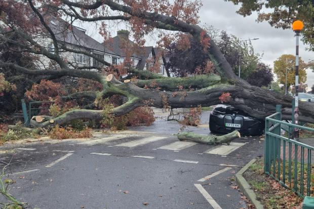 Pictures show chaos as tree crushes car at zebra crossing near Southend ...