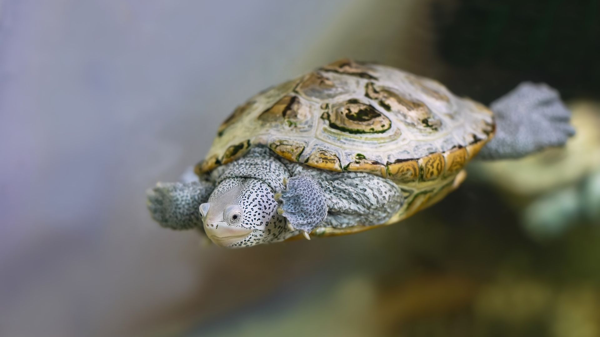 Fun facts about pet turtles