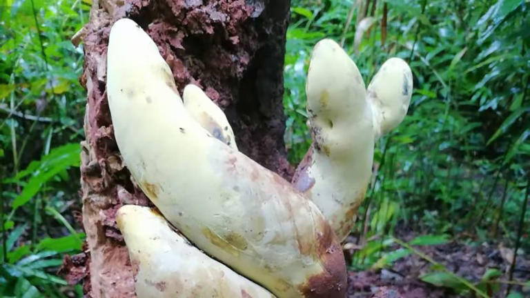 Meet D rex, the newly crowned giant fungus king that measures almost 2 ...
