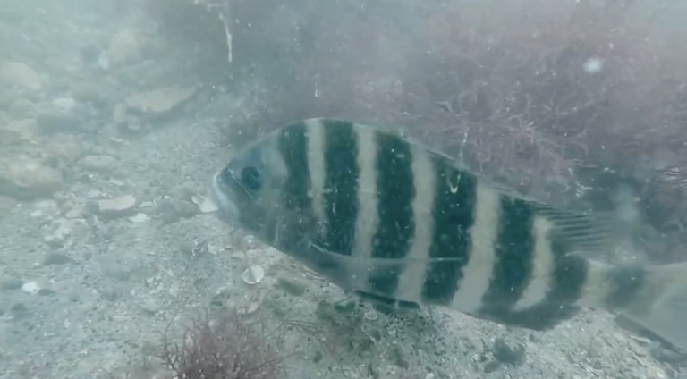 Researchers found a fish that looks like it has human teeth