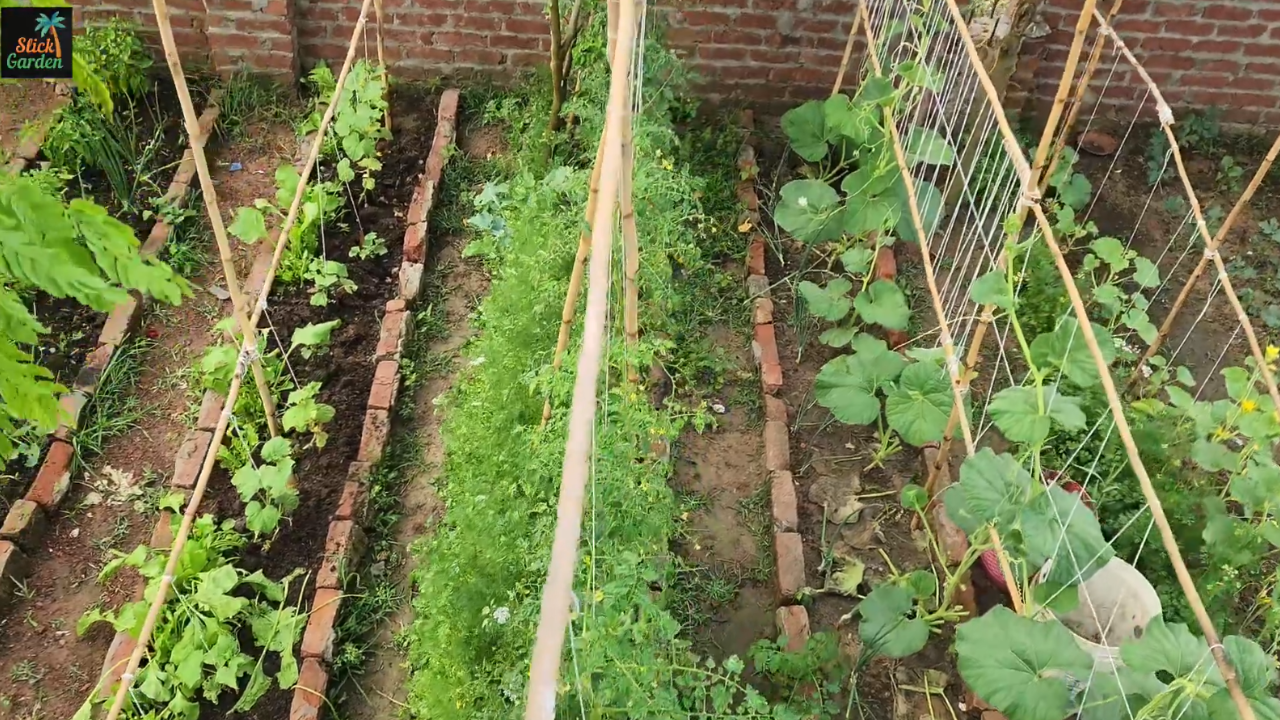 Vegetables that can thrive in cooler growing conditions
