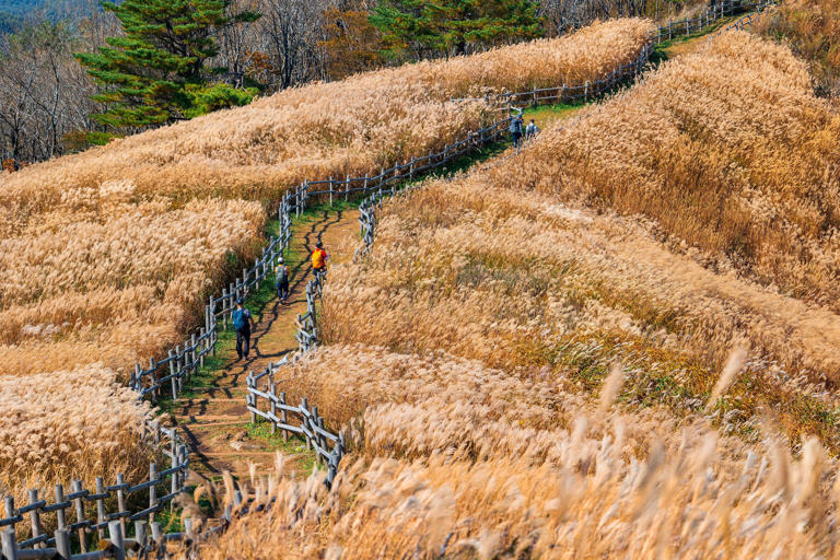 Jeongseon’s autumn: pampas, temples, and mining heritage
