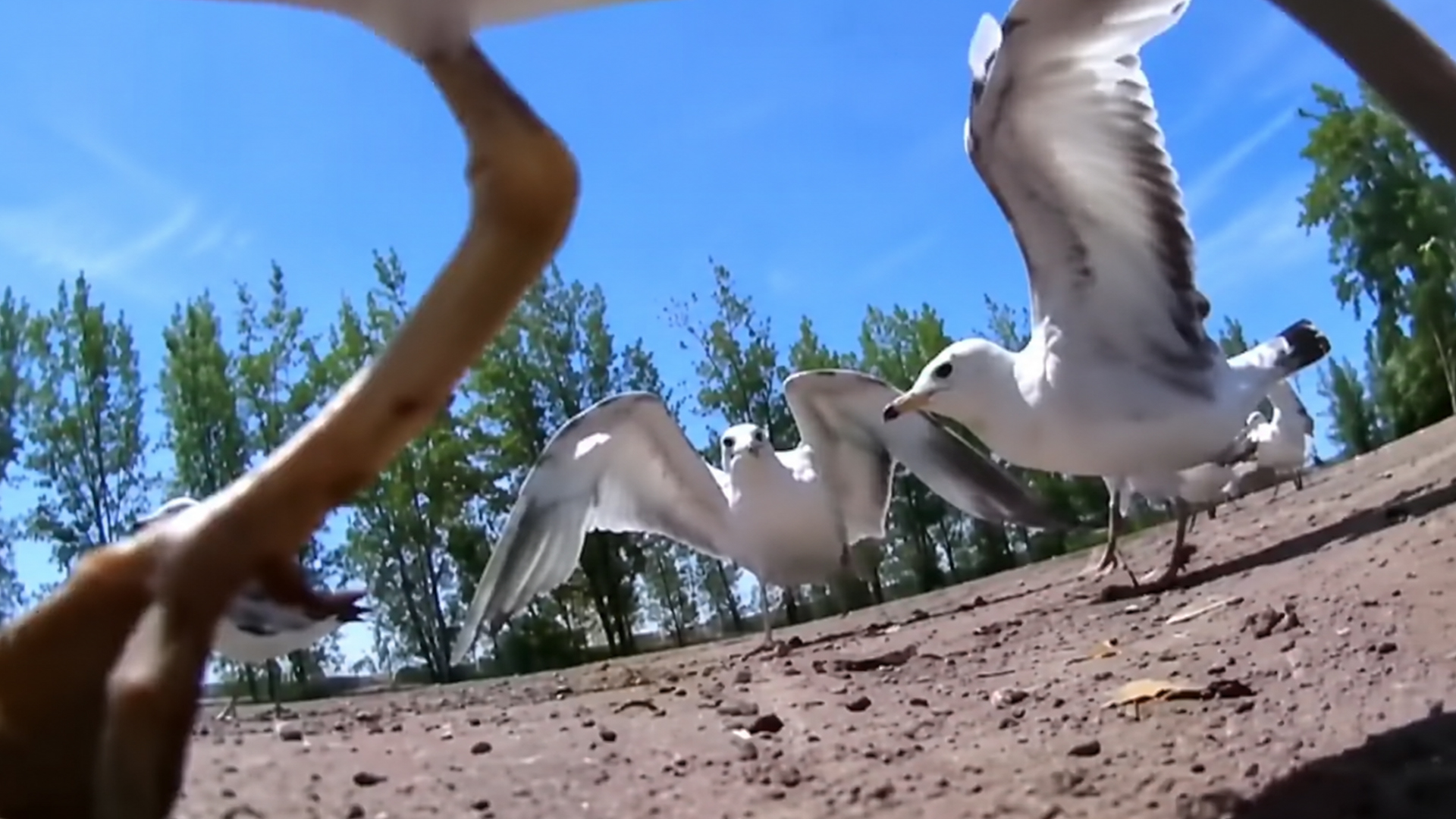 Brave animals stealing cameras and running away