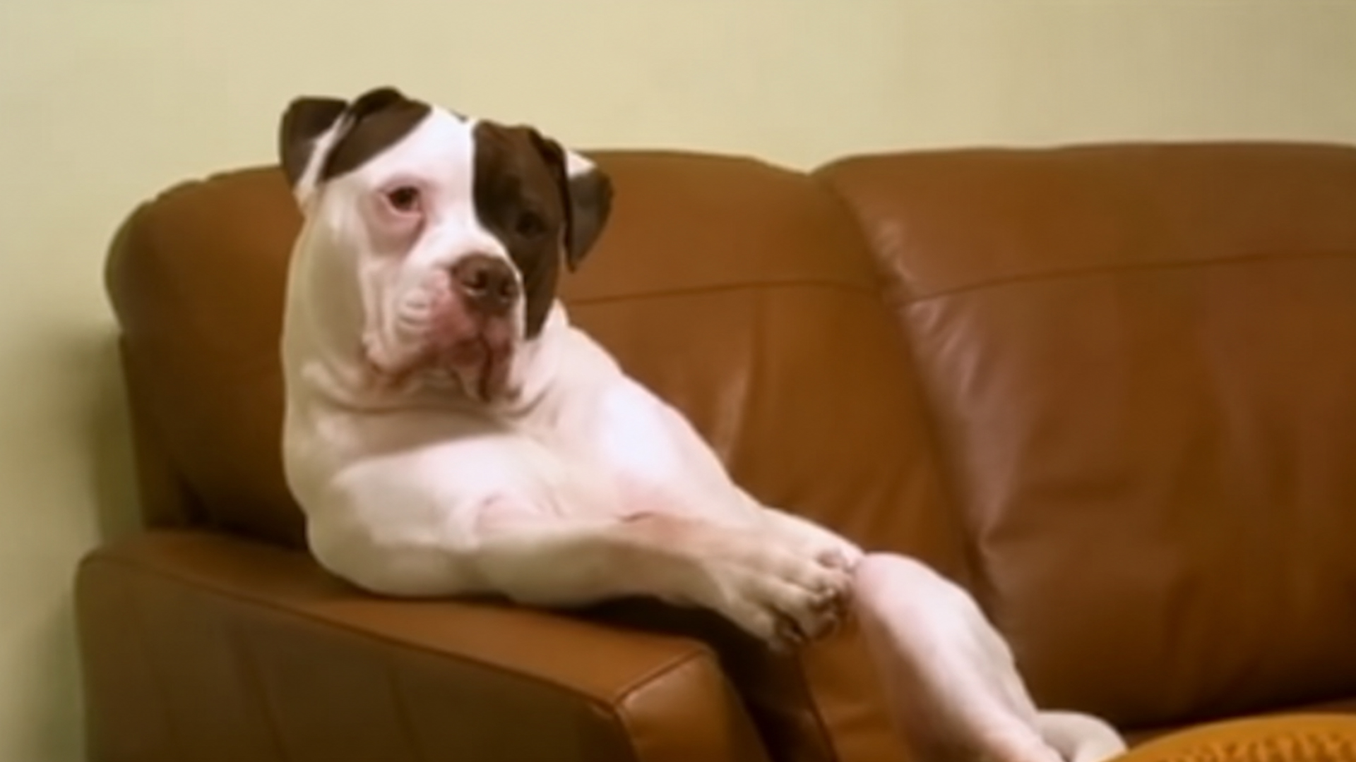 Wild animals acting suspiciously like humans