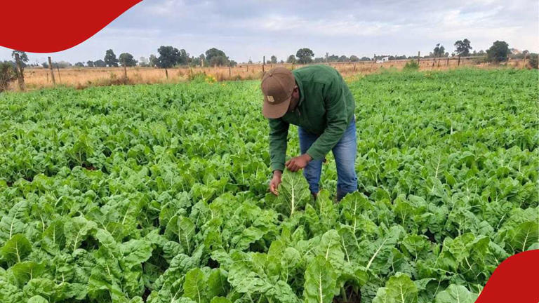 Kenyan farmer shares how one acre of spinach earns him up to KSh 600k