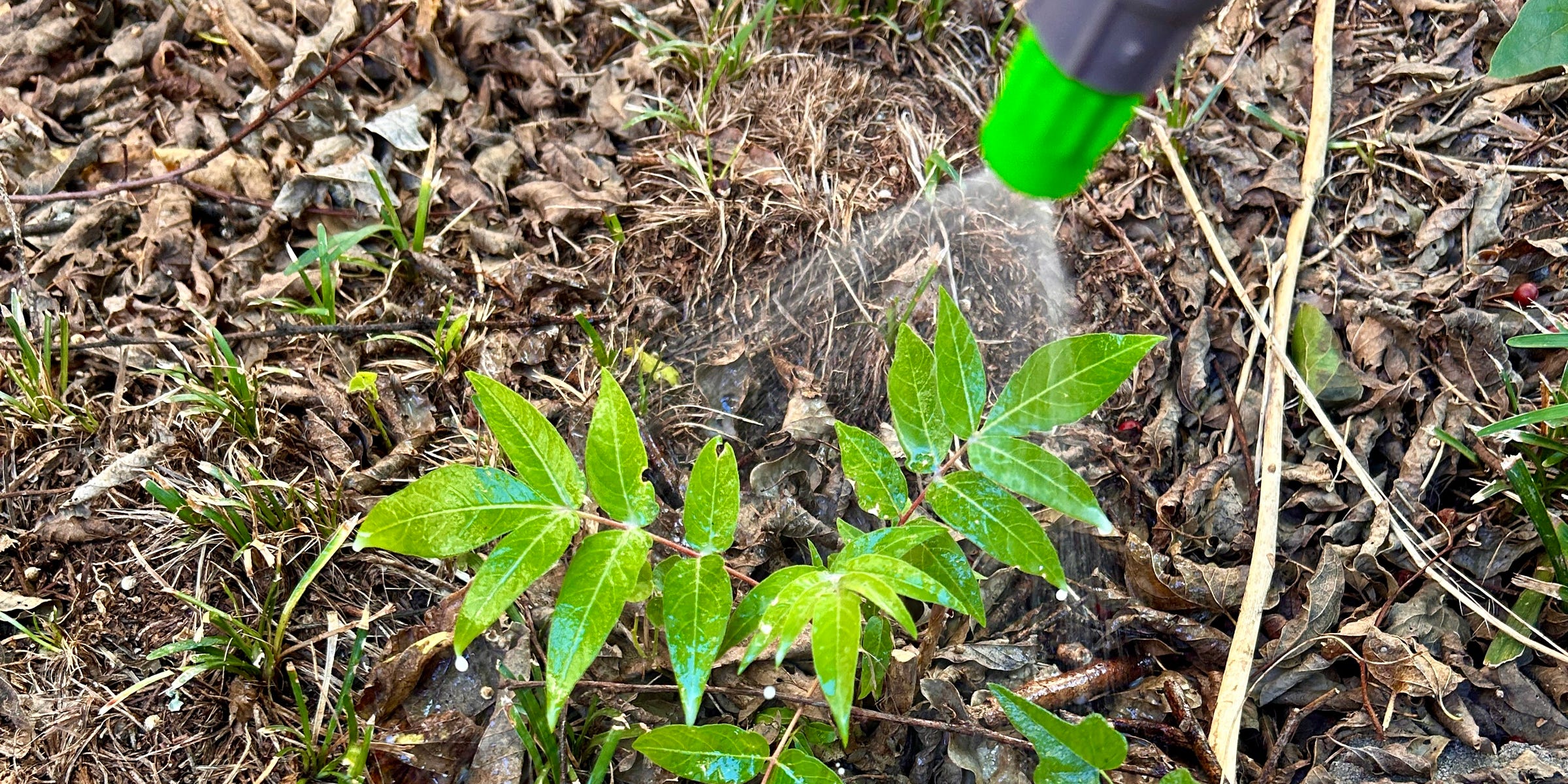 Cutting down invasive tree of heaven can make it worse—here’s what to ...