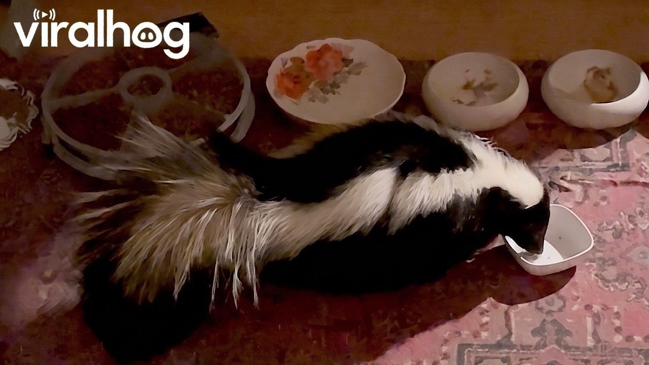 Sneaky skunk helps itself to a cat food feast