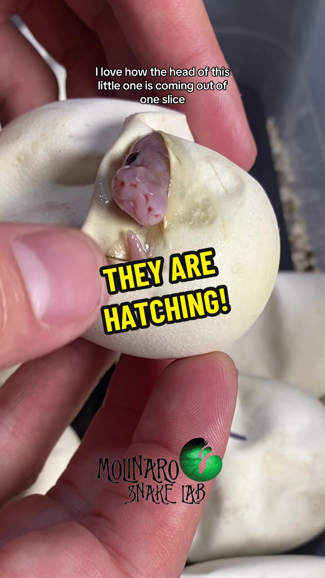 Ball python eggs are starting to hatch