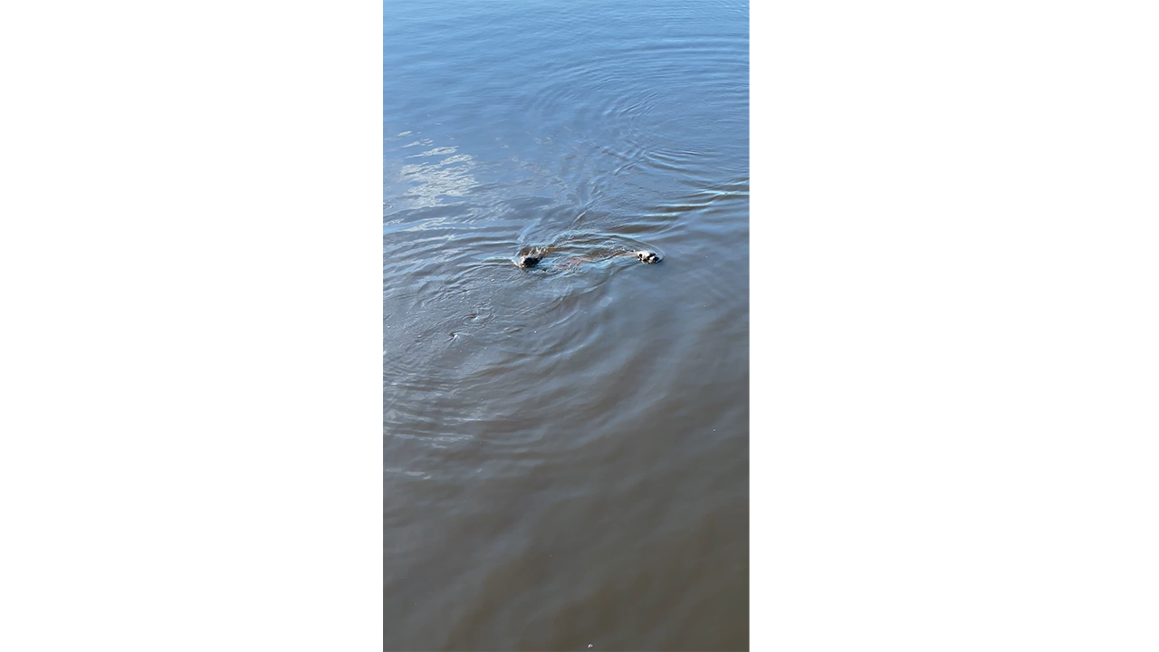 Two otters swimming together across calm blue water