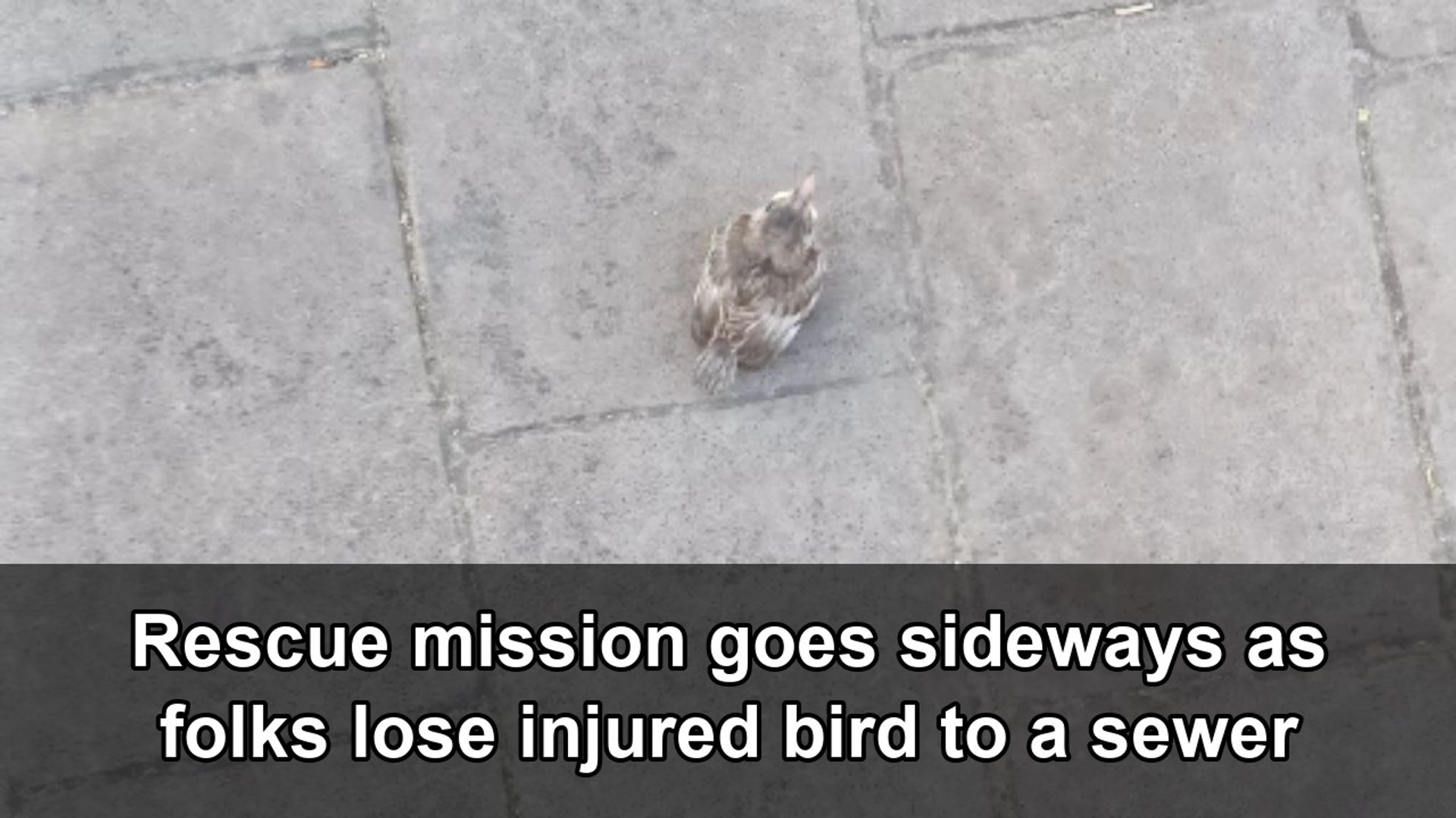 Rescue attempt falters as individuals lose injured avian to a drain