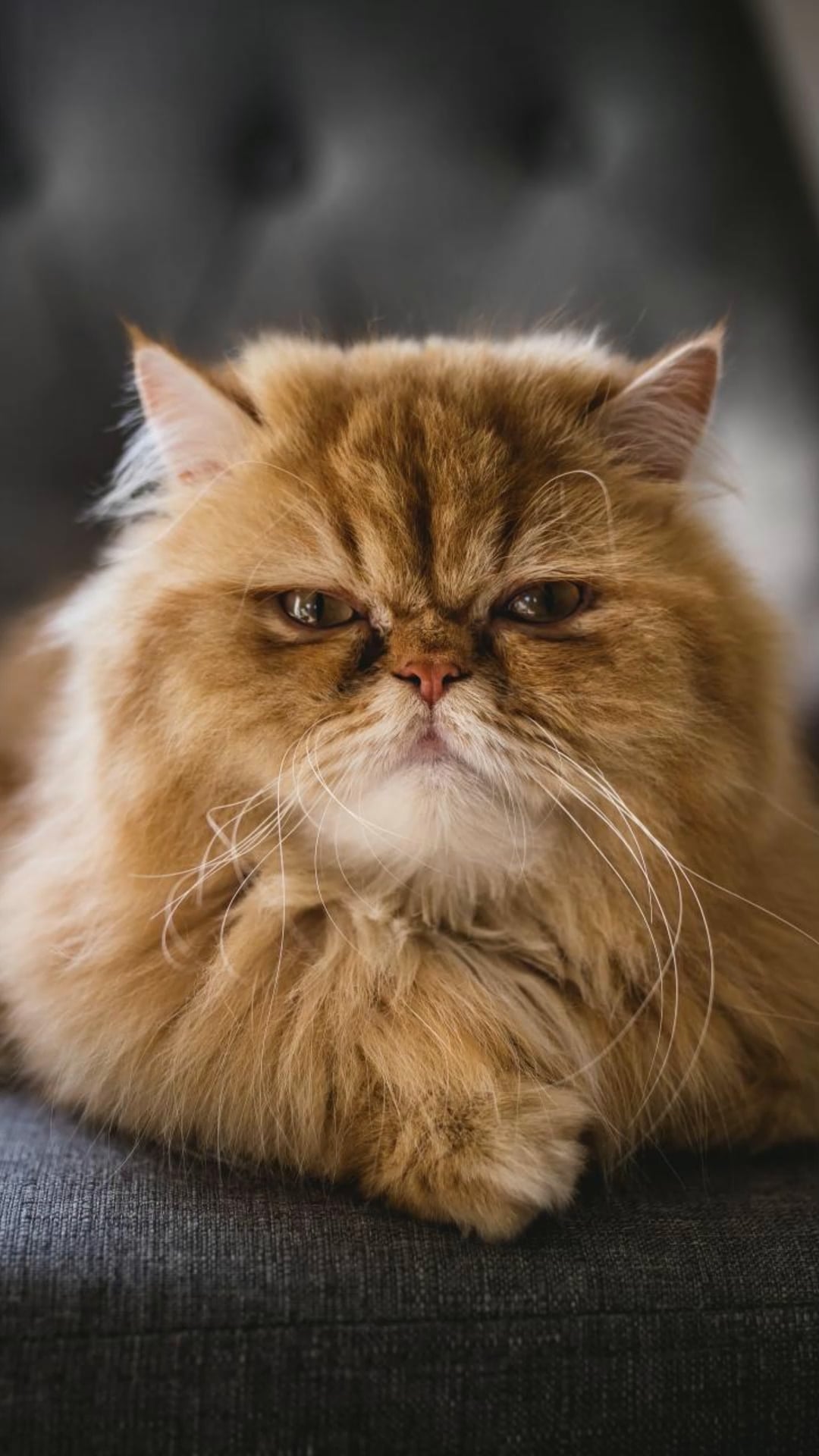 How to tell if your cats are playing or actually fighting