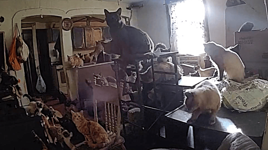 Two charged after over 100 cats are recovered from home in Catskill
