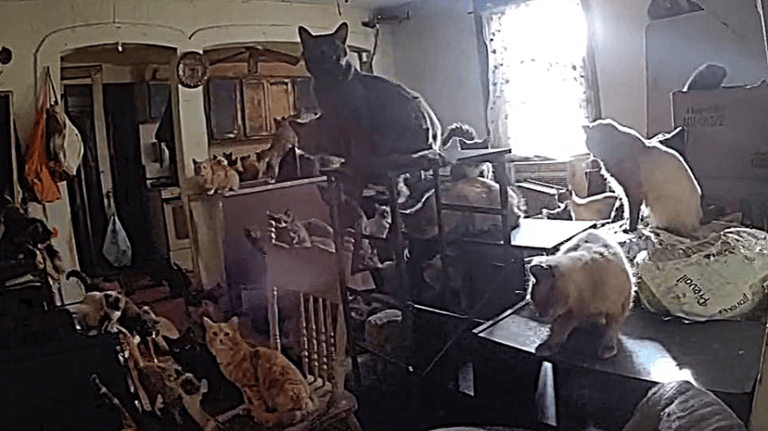 Two charged after over 100 cats are recovered from home in Catskill