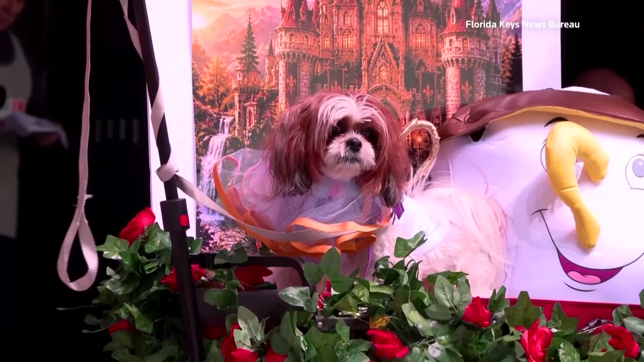 Dogs dressed as music icons take over Key West's annual pet masquerade