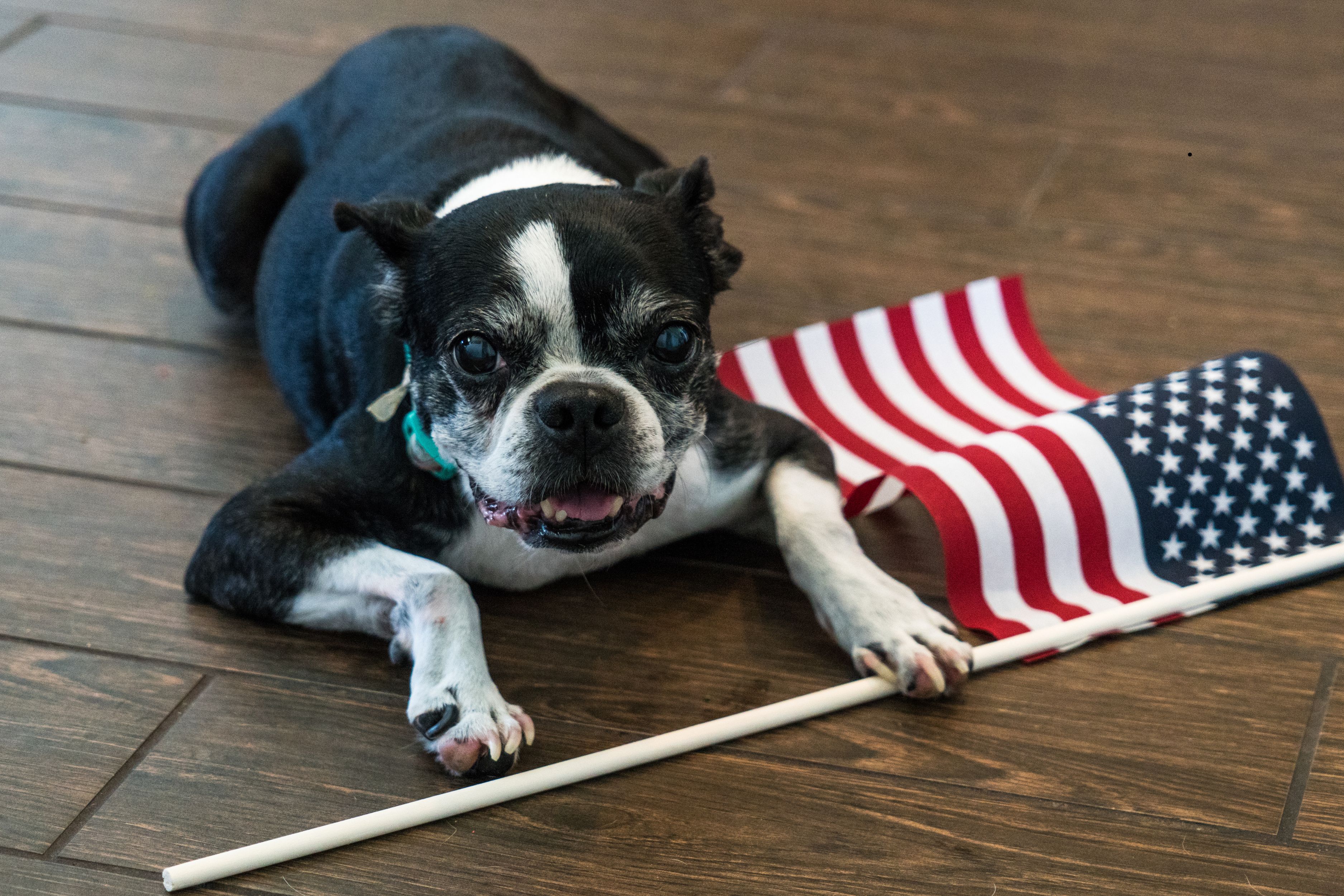 All-American dogs 2026: These are 13 breeds of adorable dog born and ...
