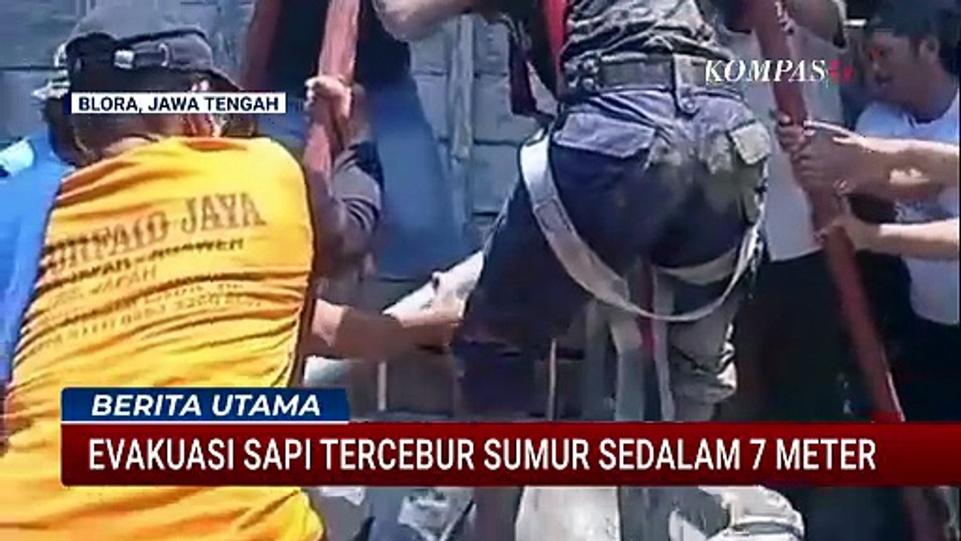 Sapi Jantan Tercebur ke Sumur Sedalam 7 Meter di Blora, Dievakuasi ...