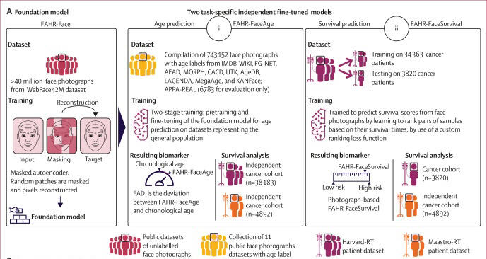 Researchers developed an AI tool that predicts cancer survival odds by ...