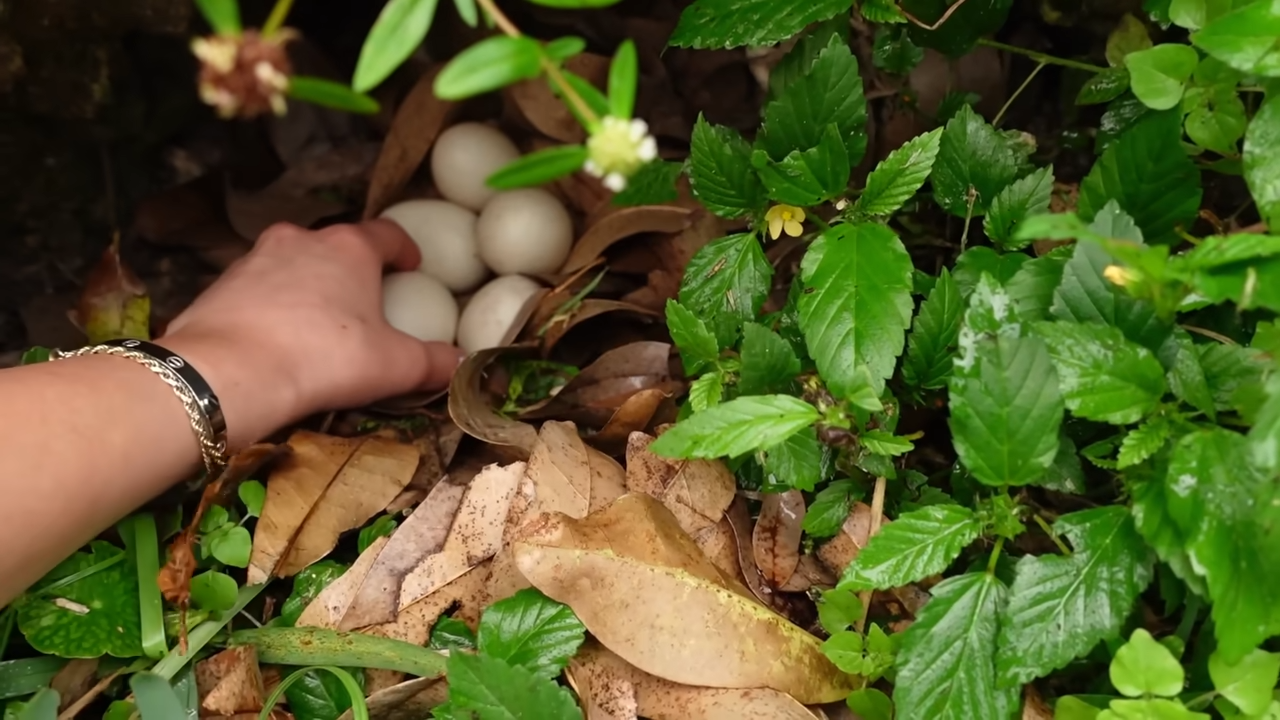 Finding abandoned duck eggs in a cave and trying to save them